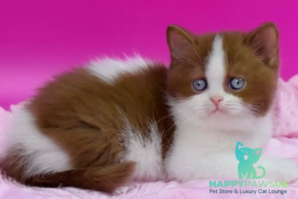 Xavier British Shorthair male cinnamon bicolour - live animals