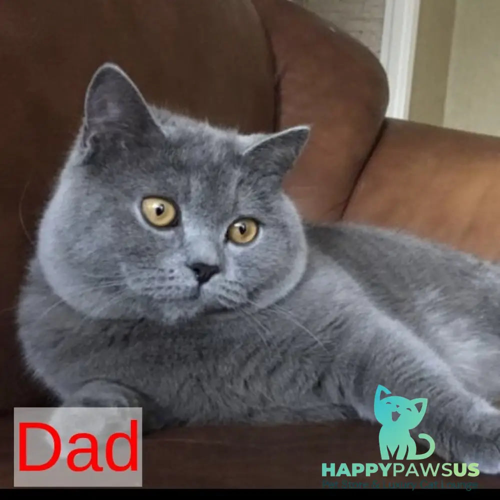 Xavier British Shorthair male lilac - live animals