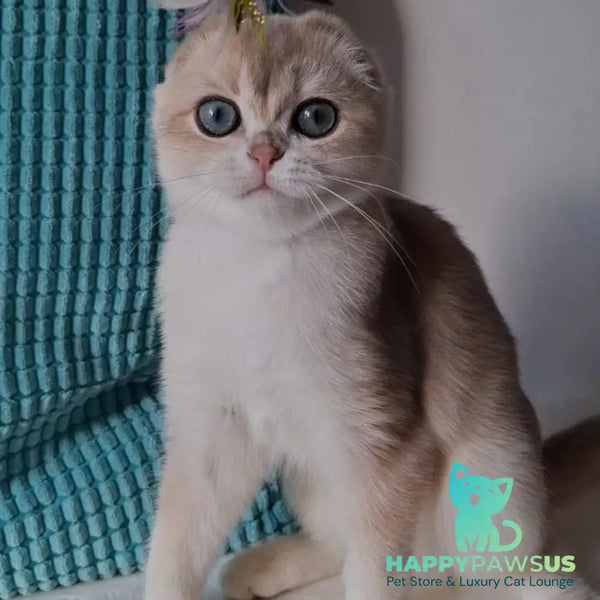 Xavier British Shorthair male lilac - live animals