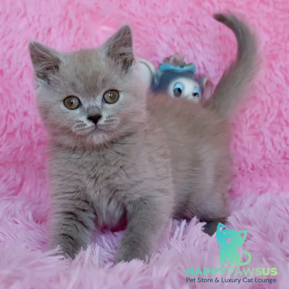 Xavier British Shorthair male lilac - live animals