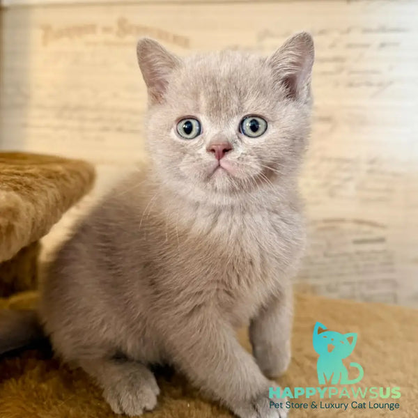Xavier British Shorthair male lilac - live animals