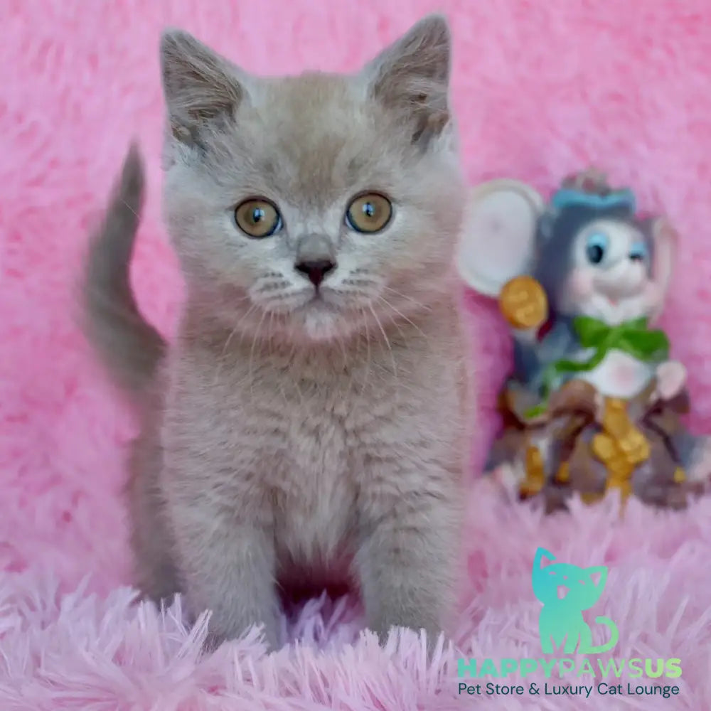 Xavier British Shorthair male lilac - live animals