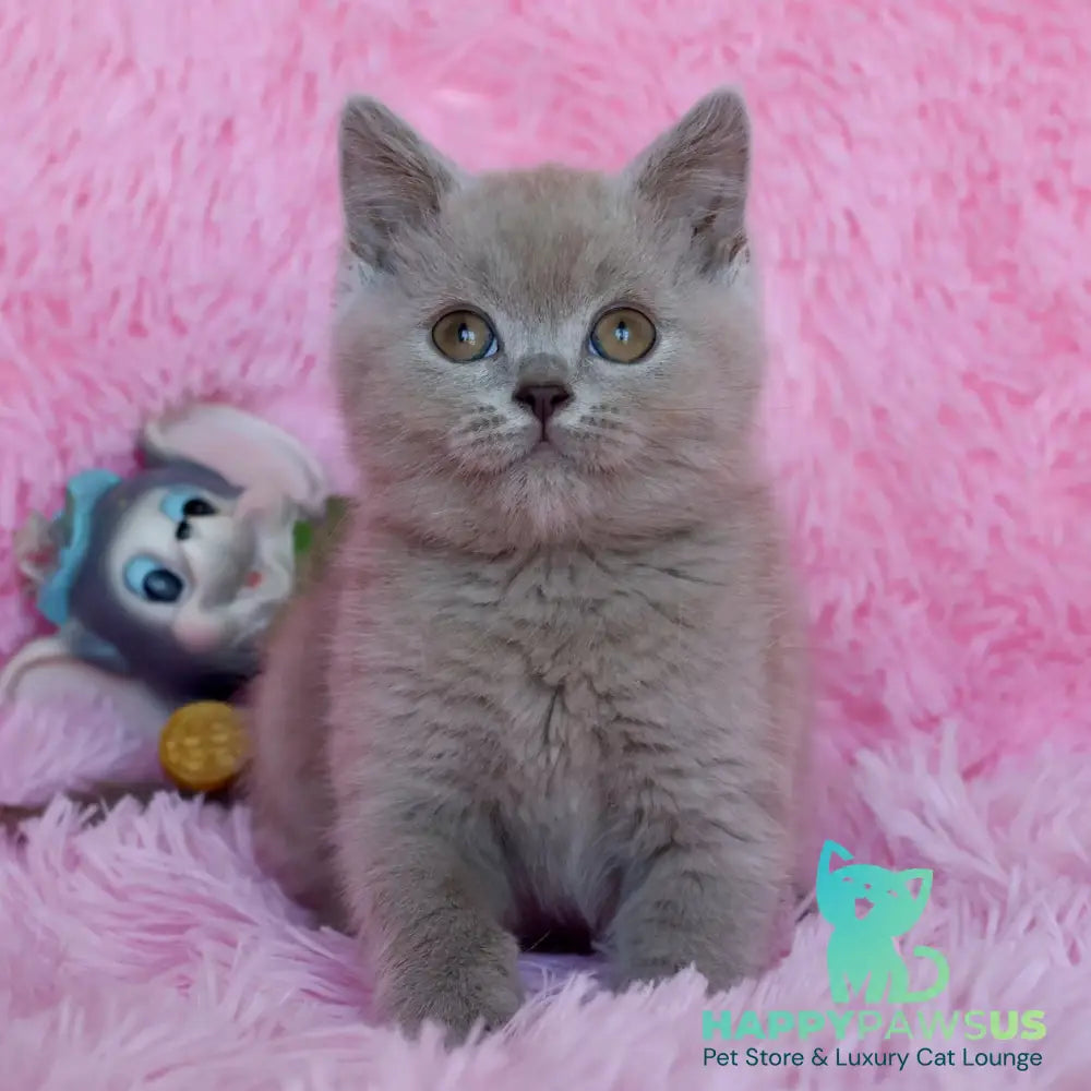 Xavier British Shorthair male lilac - live animals