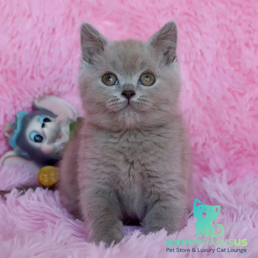 Xavier British Shorthair male lilac - live animals