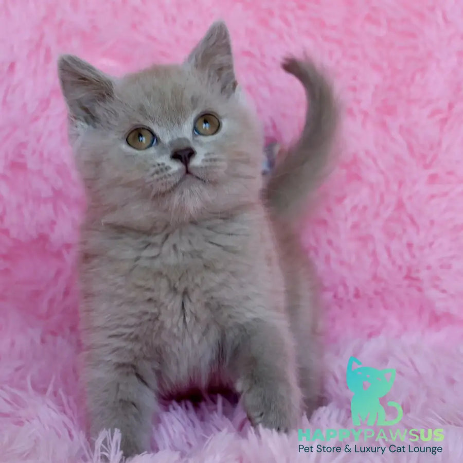 Xavier British Shorthair male lilac - live animals