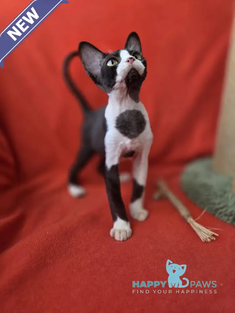 Xavier Devon Rex male black bicolour live animals