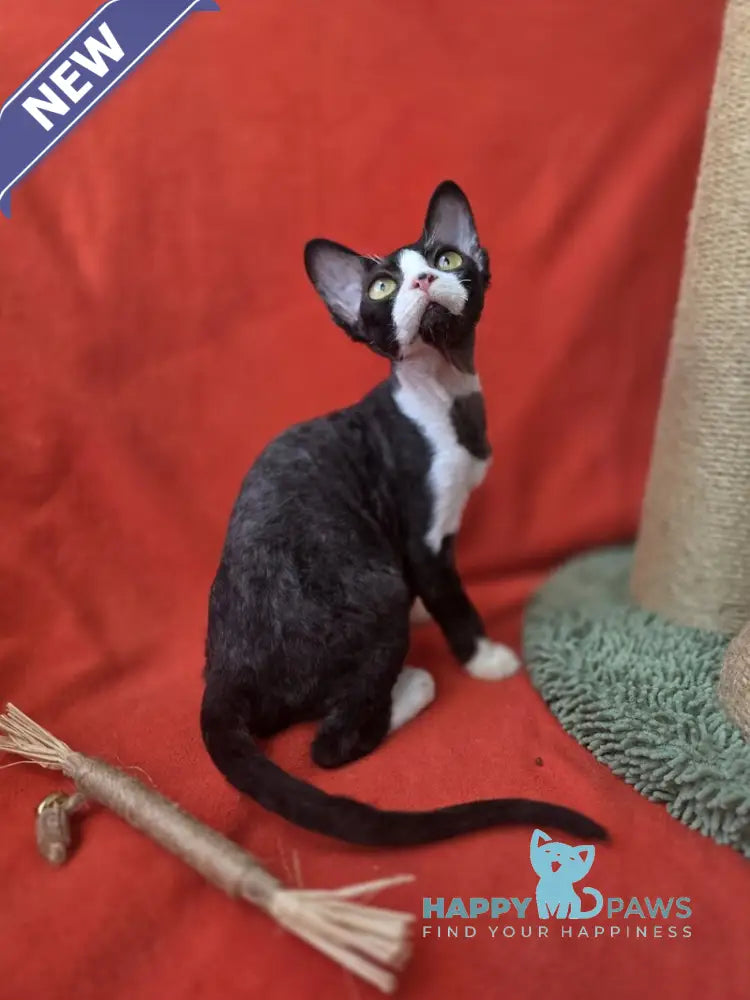 Xavier Devon Rex male black bicolour live animals