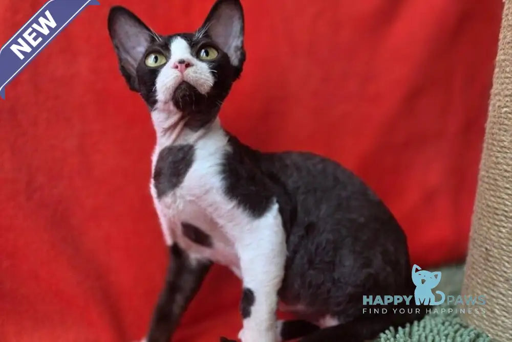 Xavier Devon Rex male black bicolour live animals
