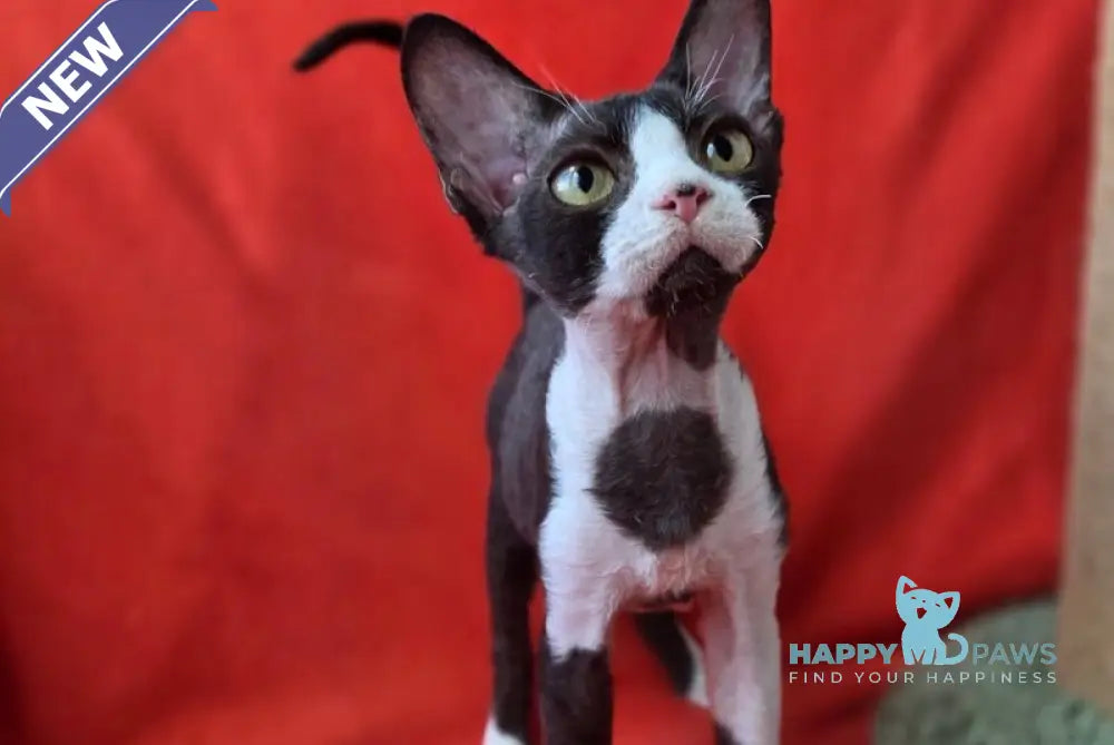 Xavier Devon Rex male black bicolour live animals