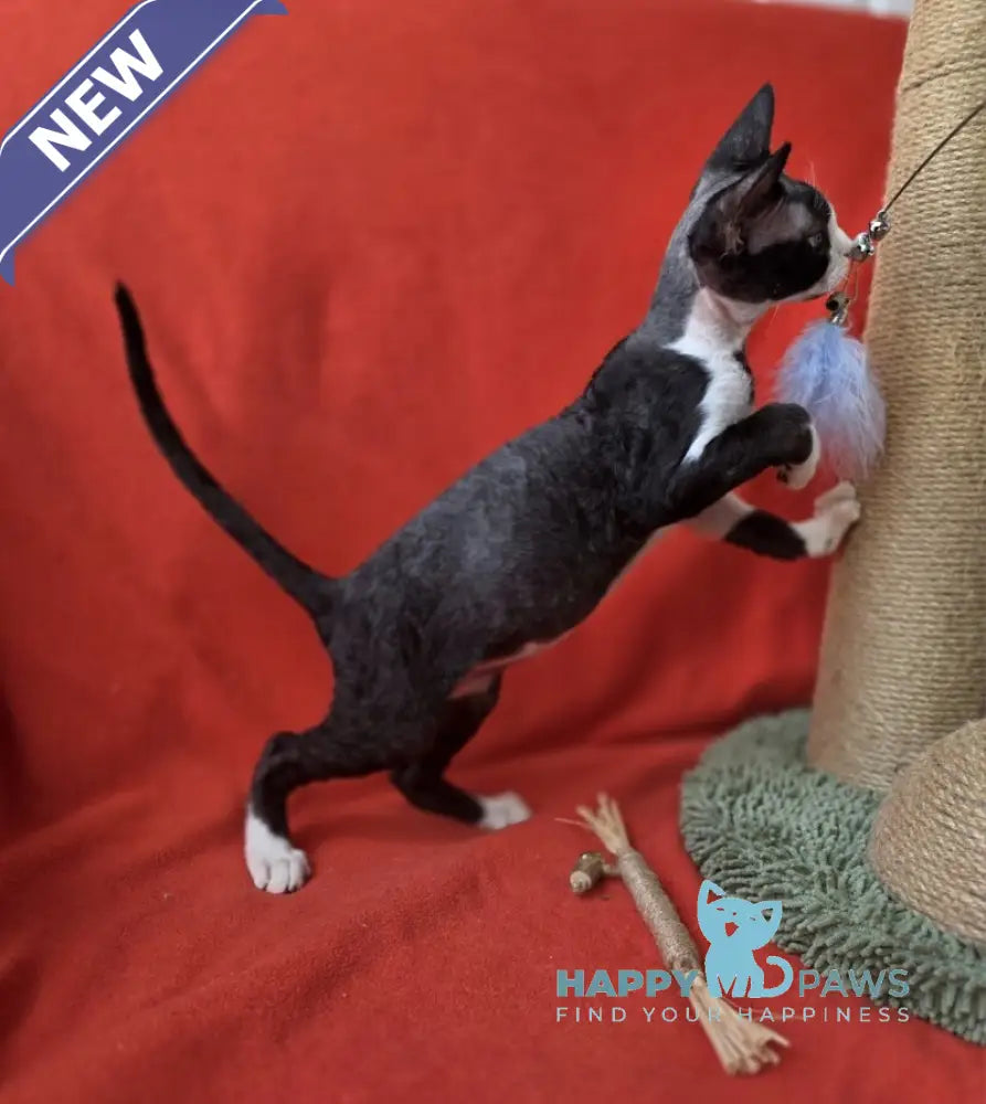 Xavier Devon Rex male black bicolour live animals