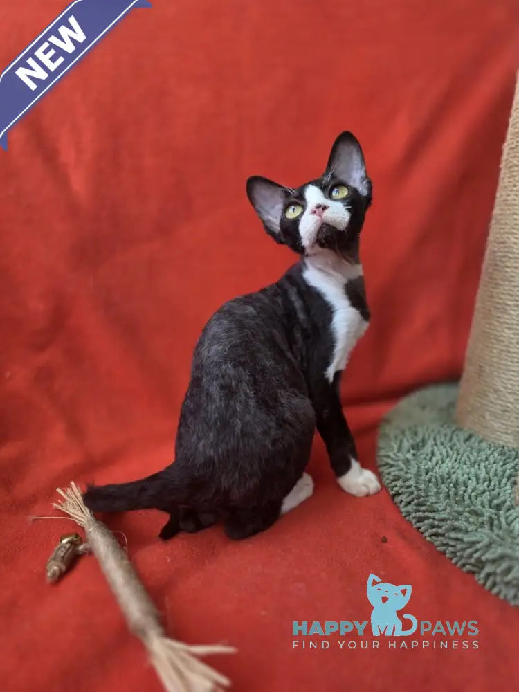 Xavier Devon Rex male black bicolour live animals