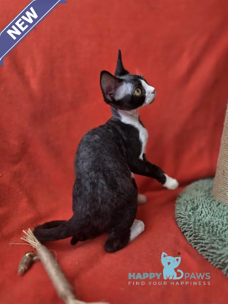 Xavier Devon Rex male black bicolour live animals