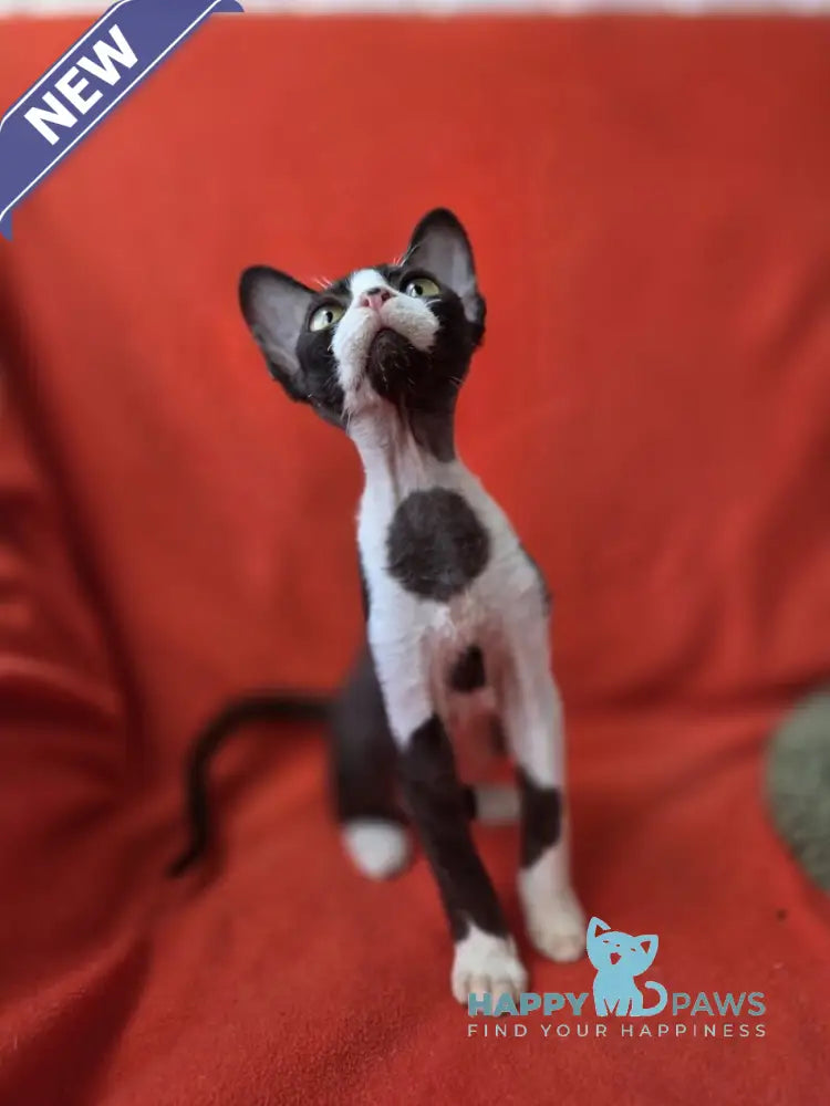 Xavier Devon Rex male black bicolour live animals