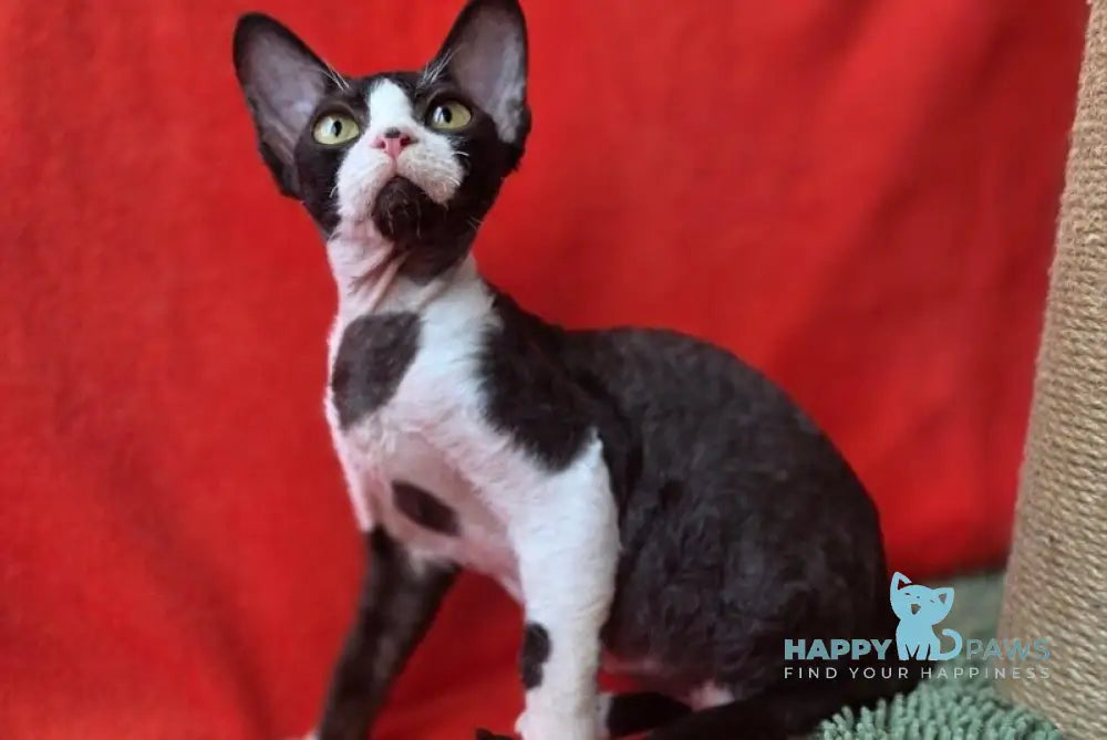 Xavier Devon Rex male black bicolour live animals
