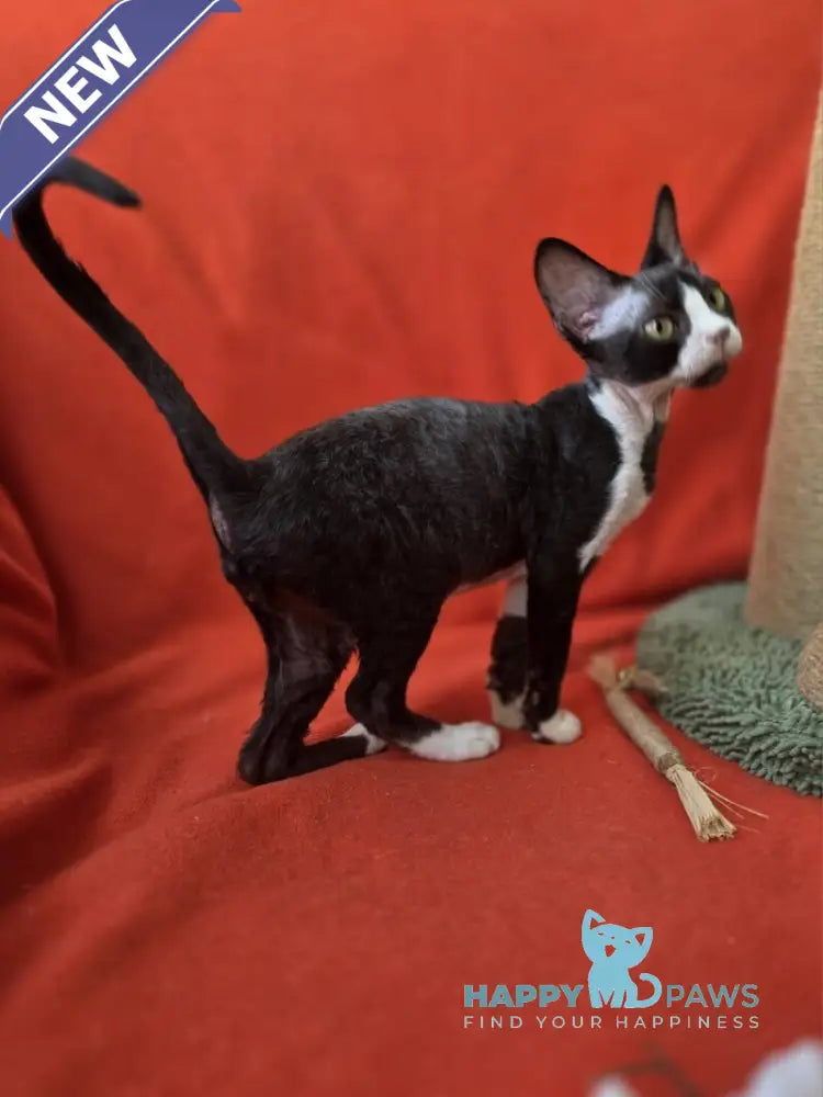 Xavier Devon Rex male black bicolour live animals