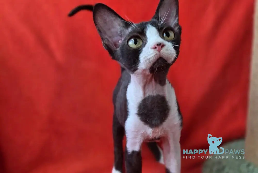 Xavier Devon Rex male black bicolour live animals