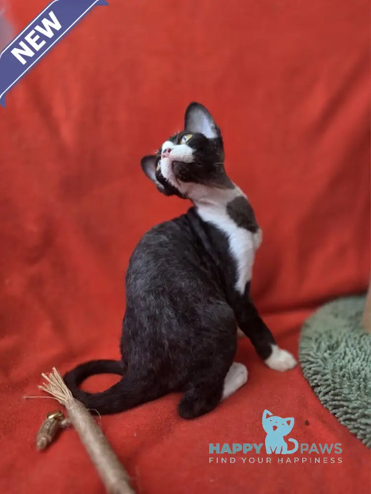 Xavier Devon Rex male black bicolour live animals