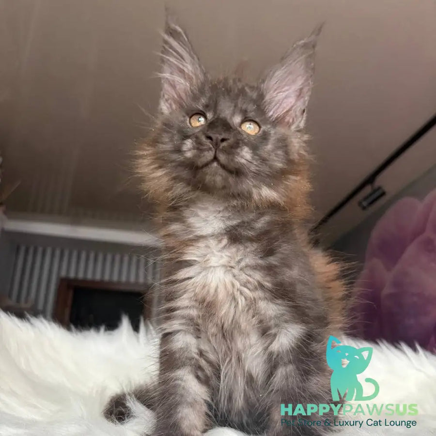 Xavier Maine Coon male black silver - live animals