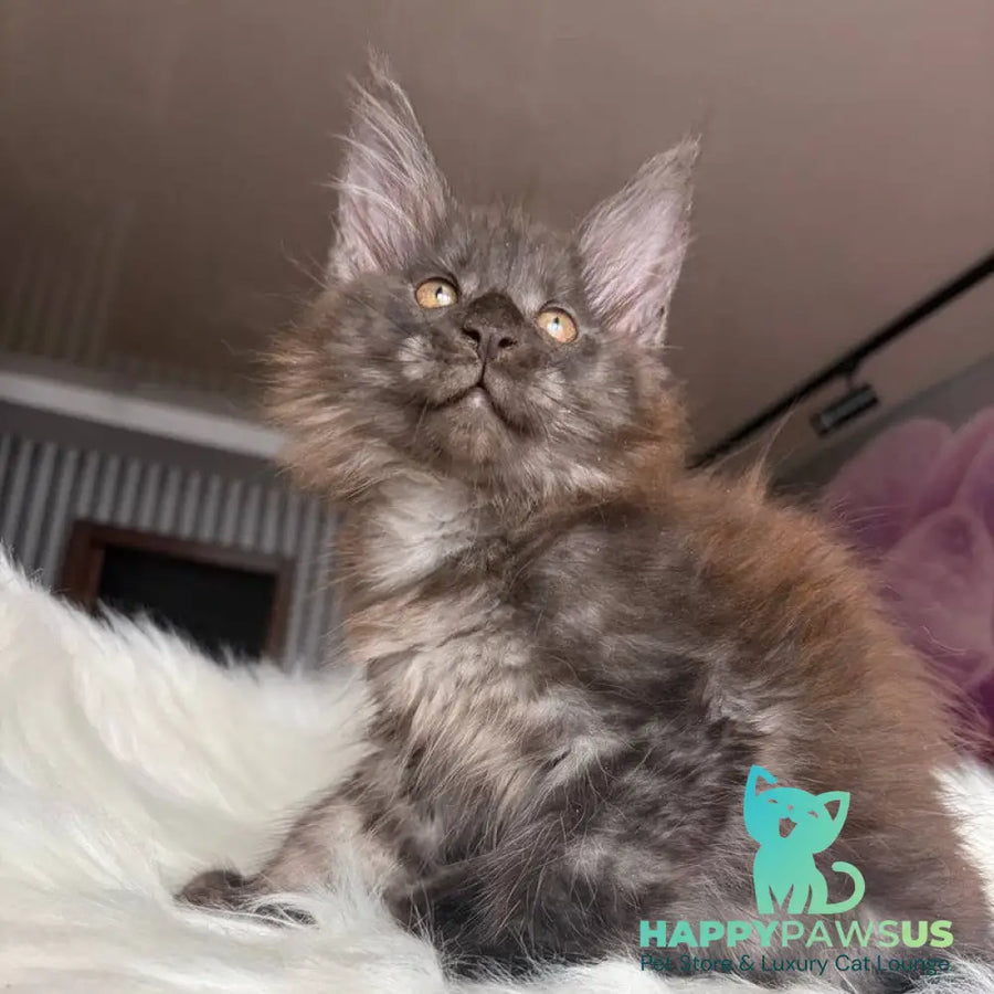Xavier Maine Coon male black silver - live animals