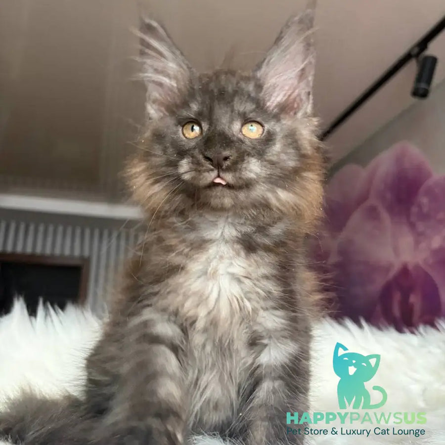 Xavier Maine Coon male black silver - live animals