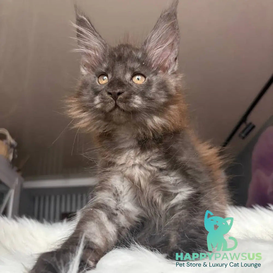 Xavier Maine Coon male black silver - live animals
