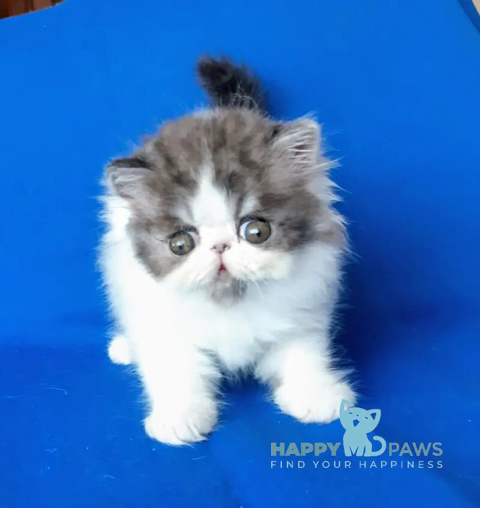 Xavier Persian male black silver van live animals