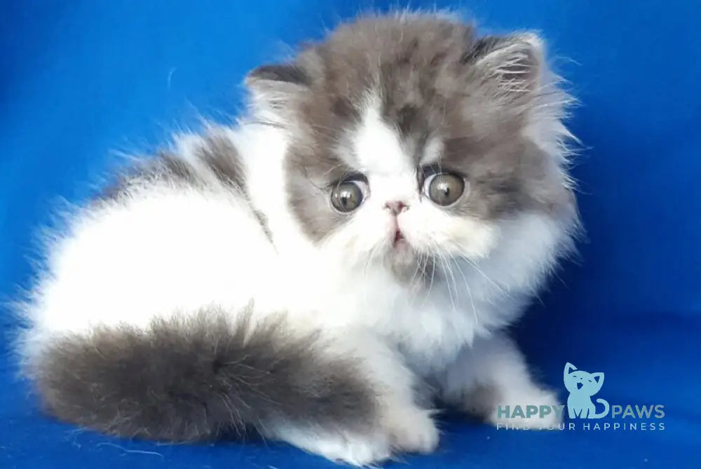 Xavier Persian male black silver van live animals