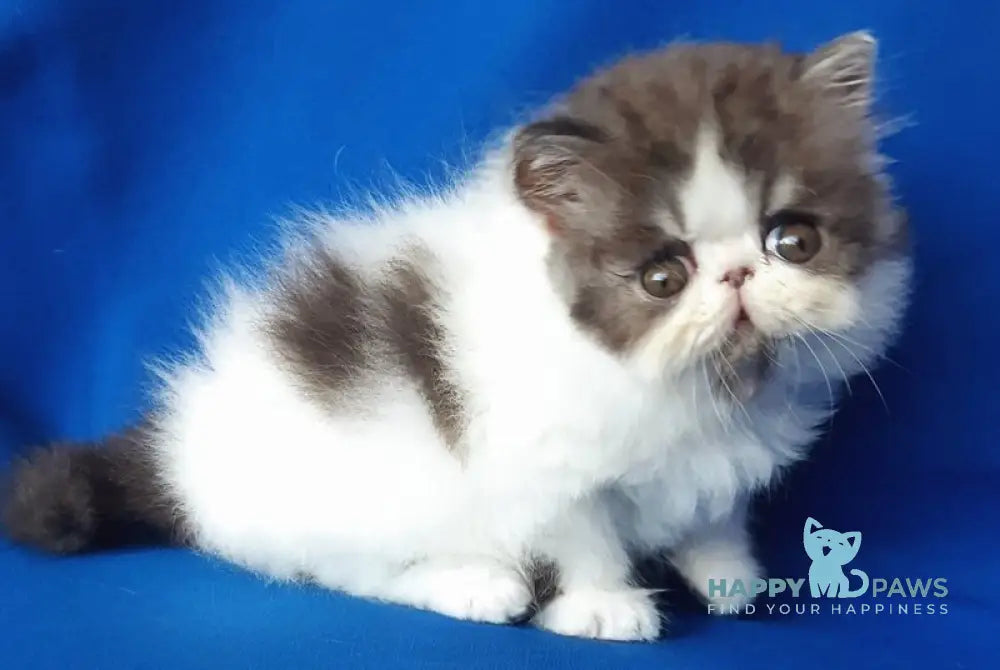 Xavier Persian male black silver van live animals