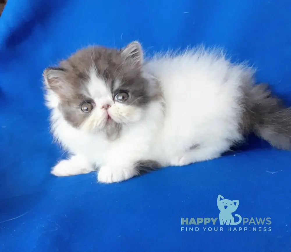Xavier Persian male black silver van live animals