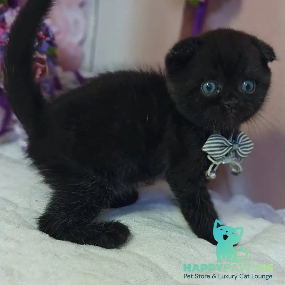 Xavier Scottish Fold male black - live animals