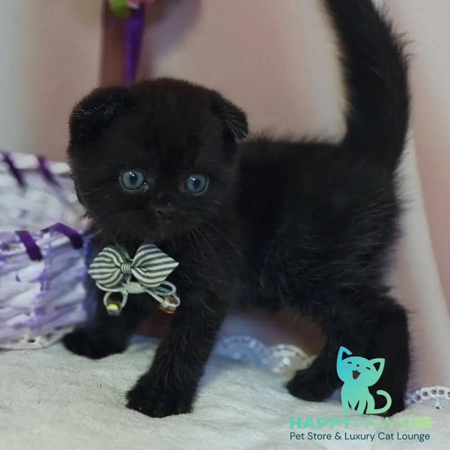 Xavier Scottish Fold male black - live animals