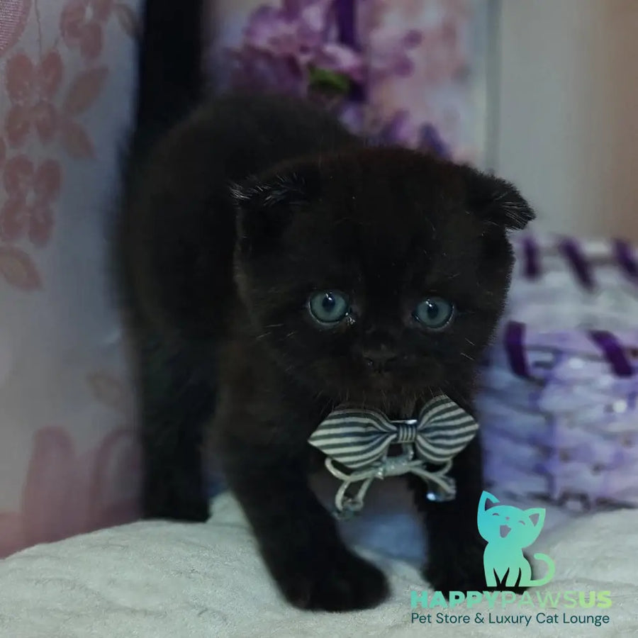 Xavier Scottish Fold male black - live animals