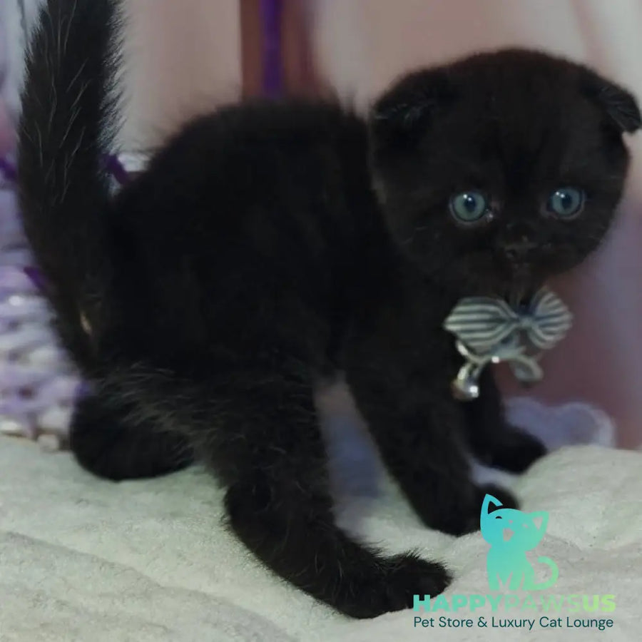 Xavier Scottish Fold male black - live animals