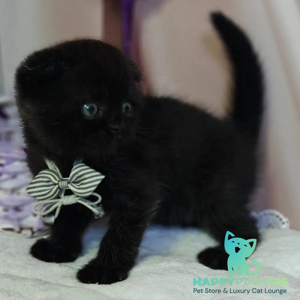 Xavier Scottish Fold male black - live animals