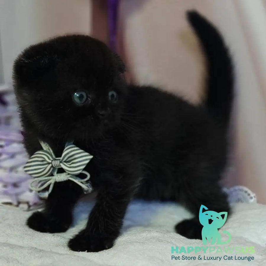 Xavier Scottish Fold male black - live animals
