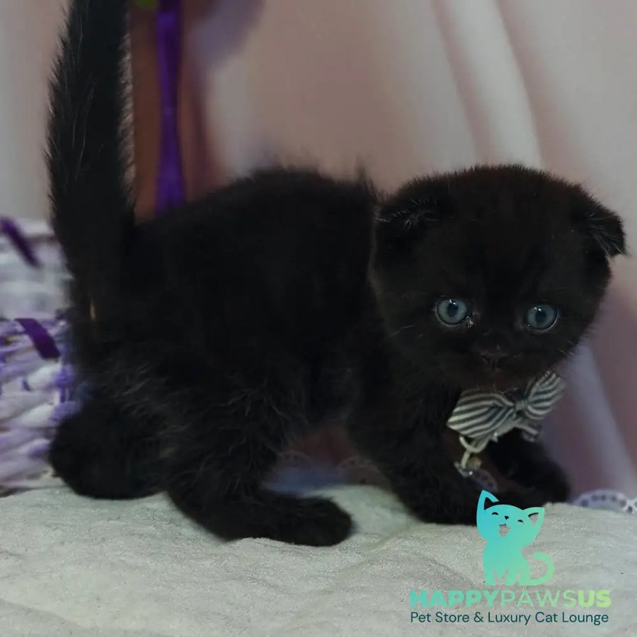 Xavier Scottish Fold male black - live animals