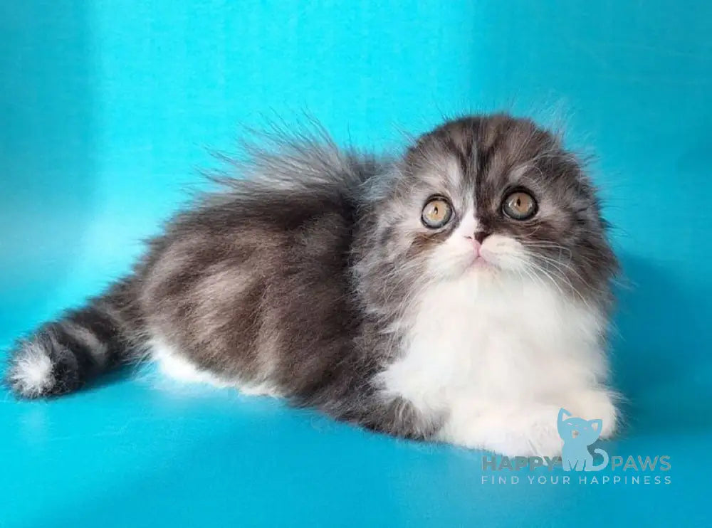 Xavier Scottish Fold male black silver bicolour live animals