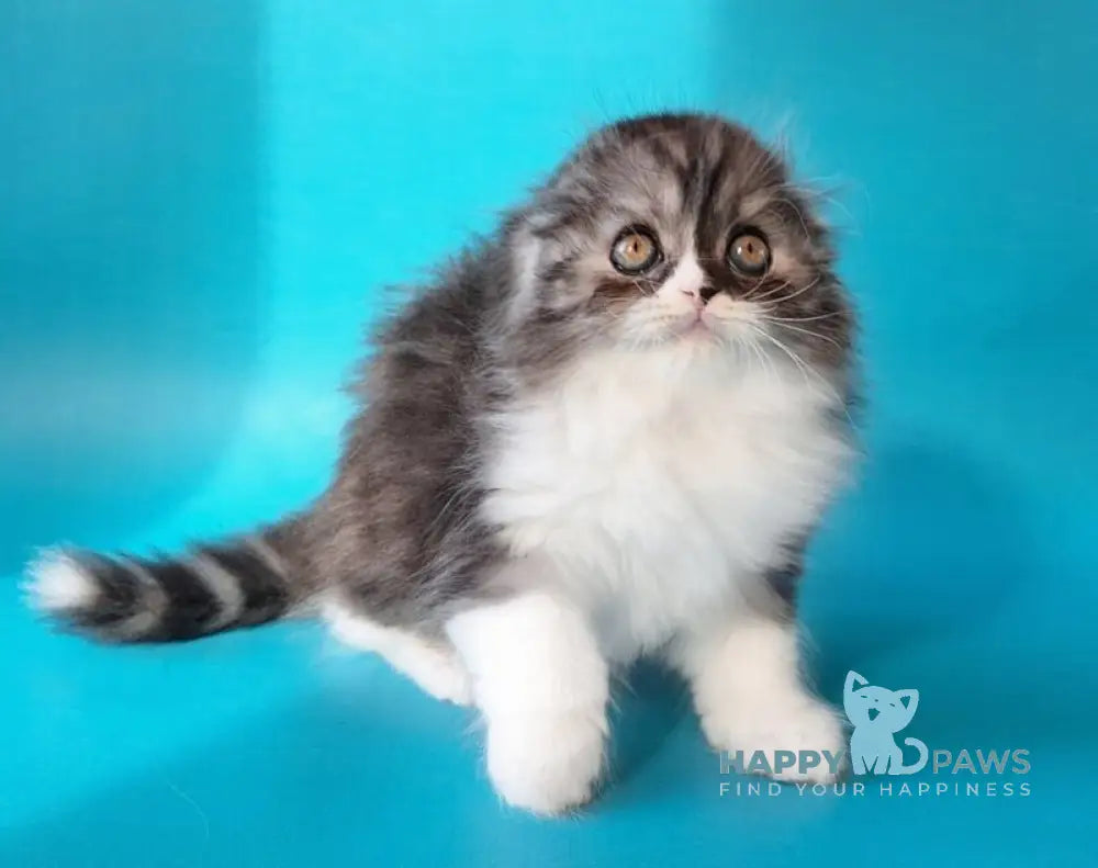 Xavier Scottish Fold male black silver bicolour live animals