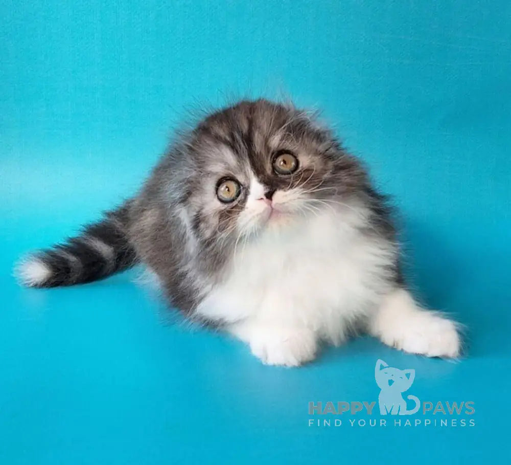 Xavier Scottish Fold male black silver bicolour live animals