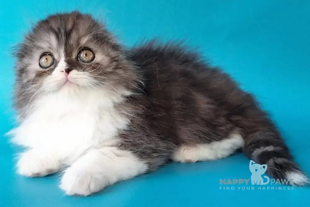 Xavier Scottish Fold male black silver bicolour live animals
