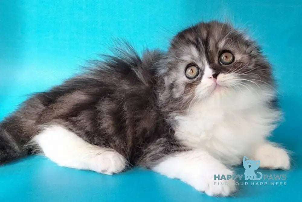 Xavier Scottish Fold male black silver bicolour live animals