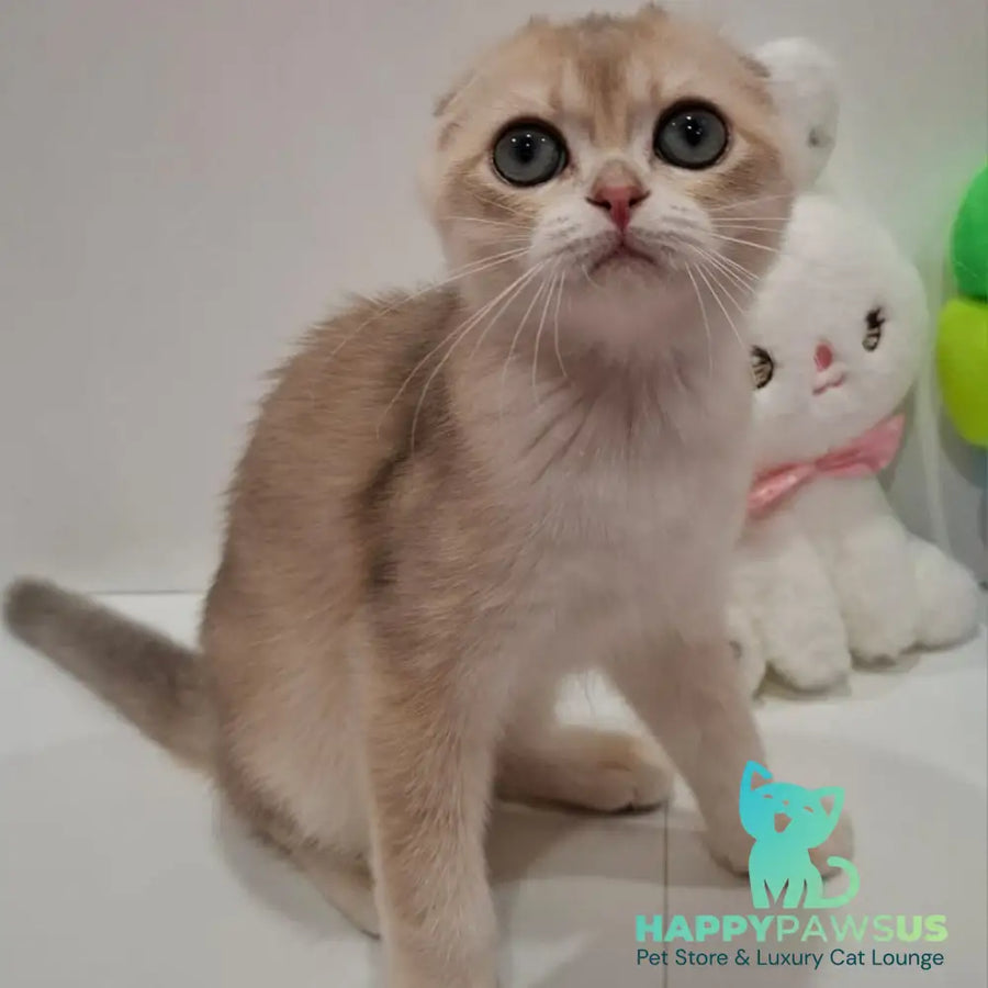 Xavier Scottish Fold male blue golden chinchilla - live animals