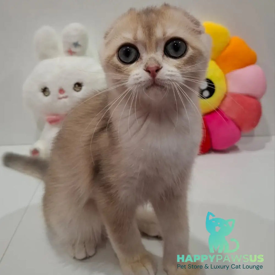 Xavier Scottish Fold male blue golden chinchilla - live animals