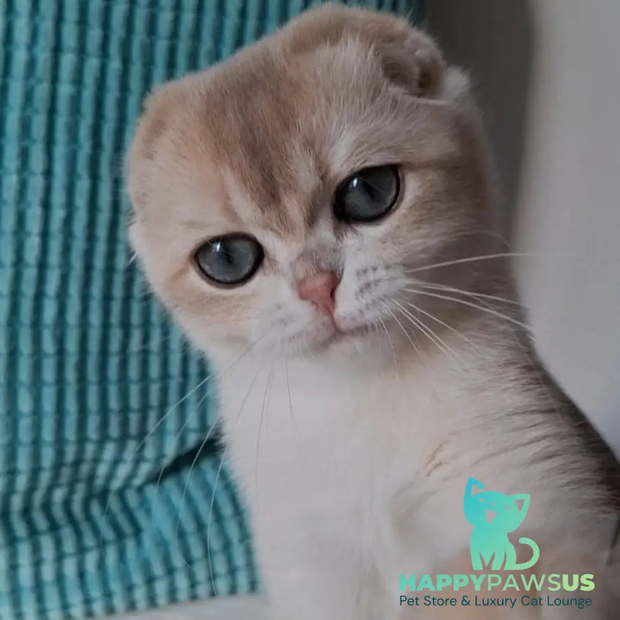 Xavier Scottish Fold male blue golden chinchilla - live animals