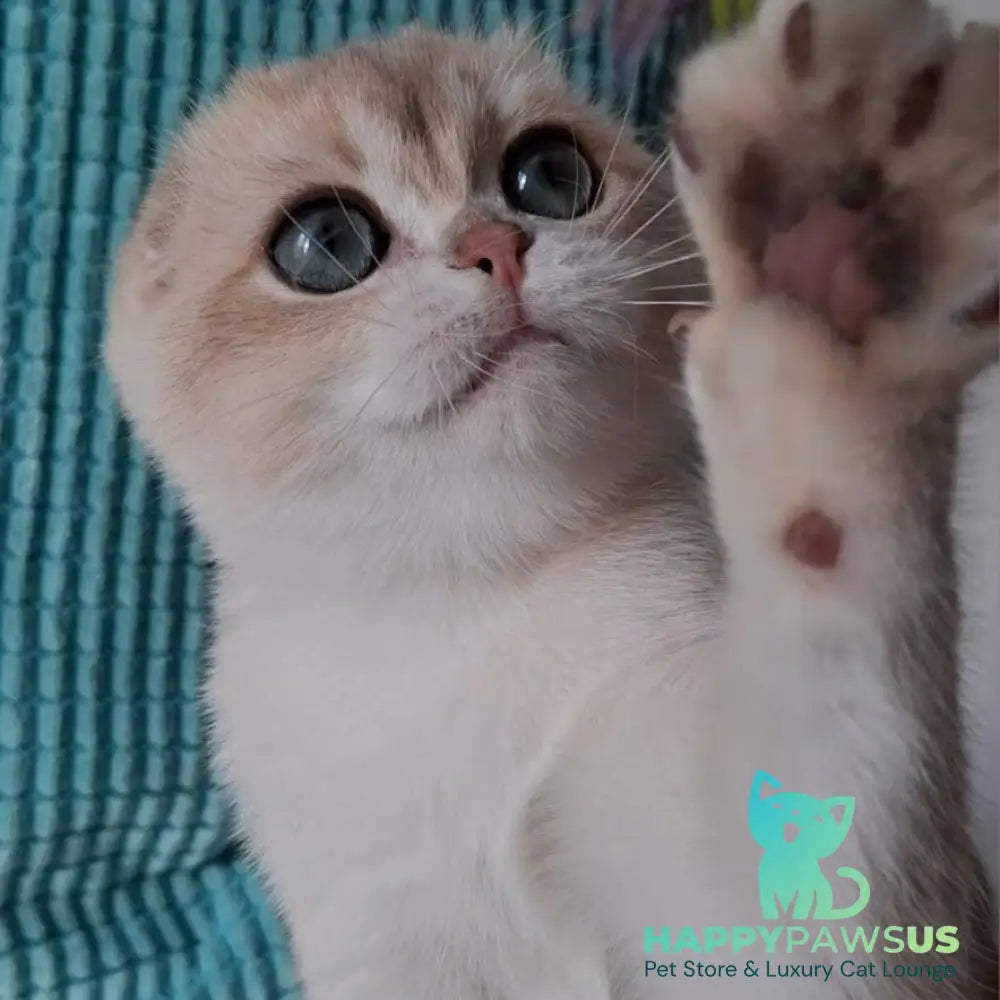 Xavier Scottish Fold male blue golden chinchilla - live animals