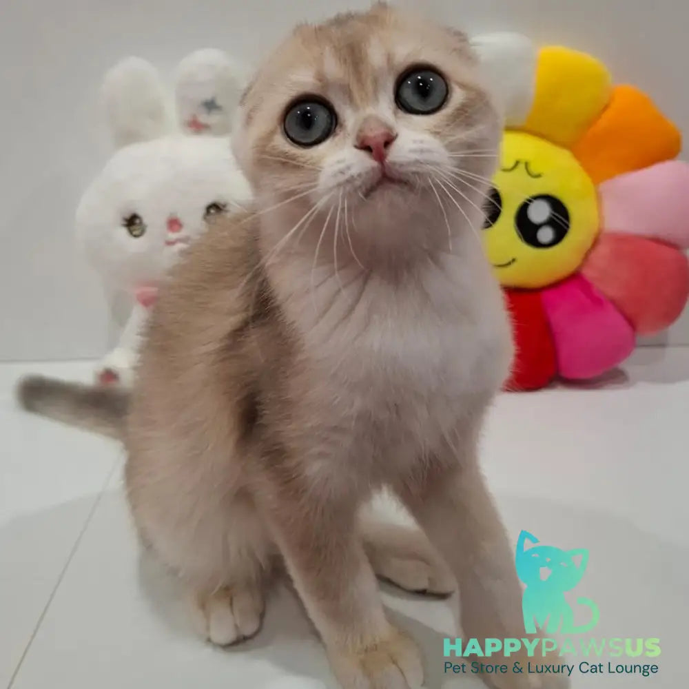 Xavier Scottish Fold male blue golden chinchilla - live animals