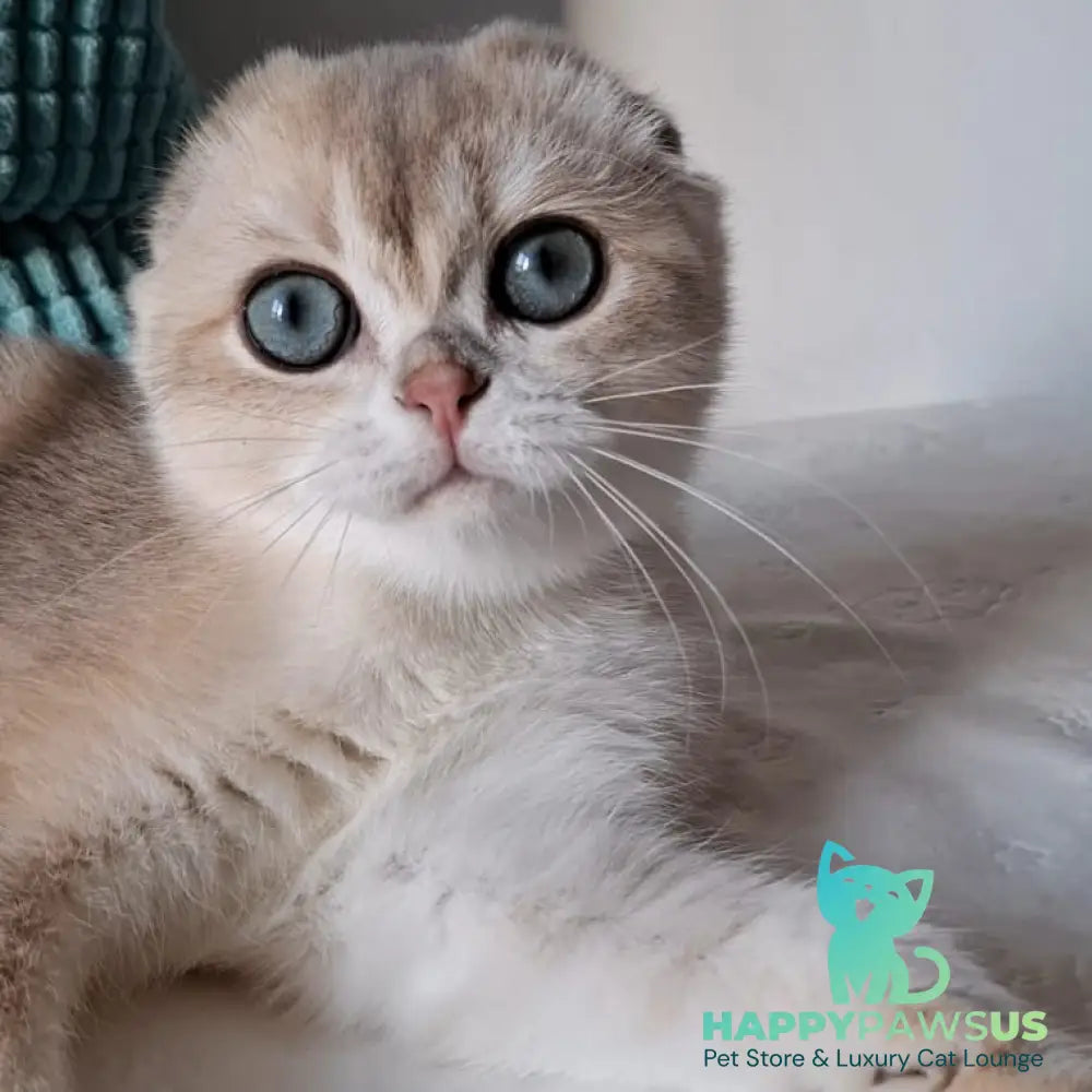 Xavier Scottish Fold male blue golden chinchilla - live animals