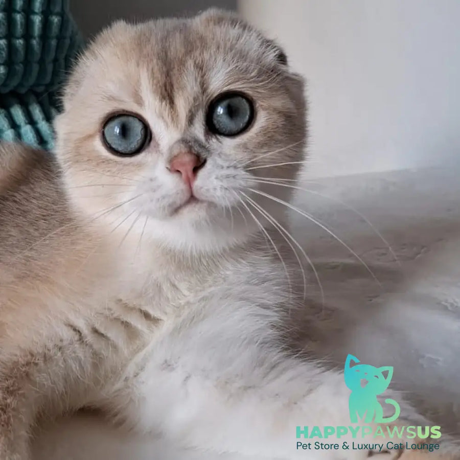 Xavier Scottish Fold male blue golden chinchilla - live animals