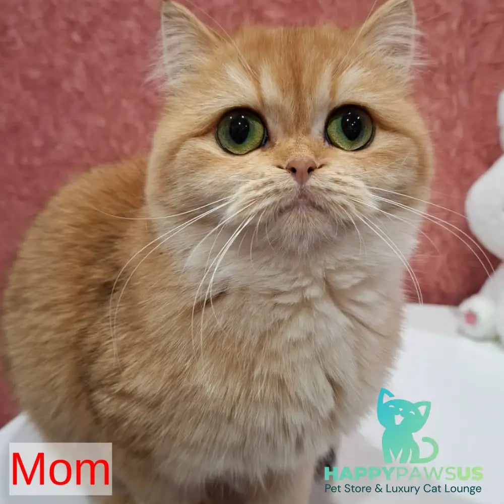 Xavier Scottish Fold male blue golden chinchilla - live animals