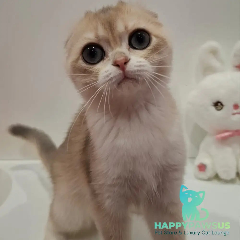 Xavier Scottish Fold male blue golden chinchilla - live animals
